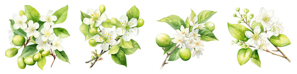 Lime blossom  Botanical View On A Clean White Background Soft Watercolour Transparent Background