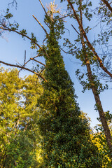Río Arnoia en Allariz, Ourense.