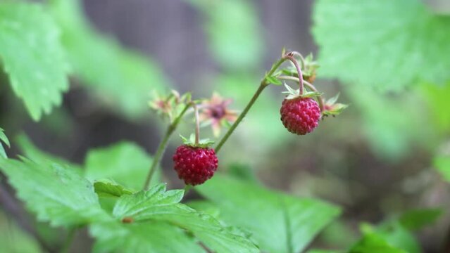 Close-up of ripe and unripe strawberries on a bush.