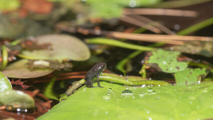 A small frog sits in a backyard pond in summer.