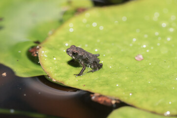 A toad rests on a lily pad during a Texas summer.