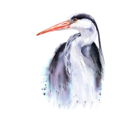 Portrait of a gray heron, watercolor illustration for cards, prints, stickers
