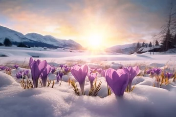 Zelfklevend Fotobehang Nature lighting of spring landscape with first purple crocuses flowers on snow in the sunshine and beautiful sky. Life or nature botanical concept. © cwa