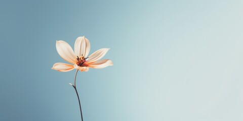 Simplicity of Single Petal Floating in Air for Minimalist Poetic Mobile Wallpaper - obrazy, fototapety, plakaty