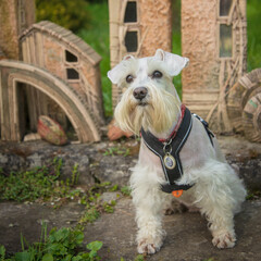 A white miniature schnauzer in a black harness sits and looks straight ahead
