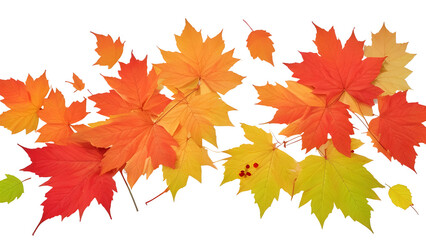Vibrant autumn elements, and colorful leaves isolated on transparent background. Perfect for fall designs. PNG format.