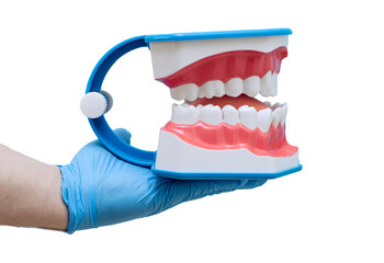 Dentist's hand in a blue glove holds a dental jaw model indicat