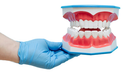 Dentist's hand in a blue glove holds a dental jaw model indicat