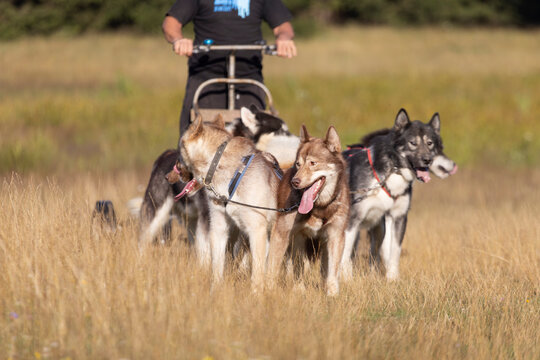 Man with husky Greenland dogs mushing in a green summer field