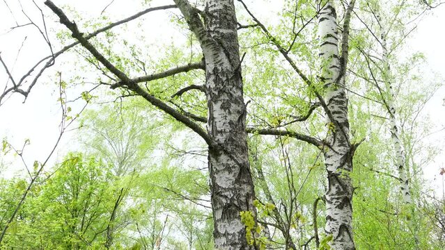 Birch Grove. Tops of birches with green leaves sway from a wind. Trees against the sky, bottom view. Wind in a grove. 4K video