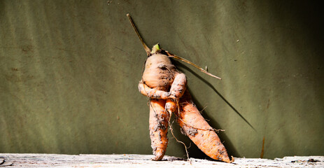 funny humanlike carrot on dark green