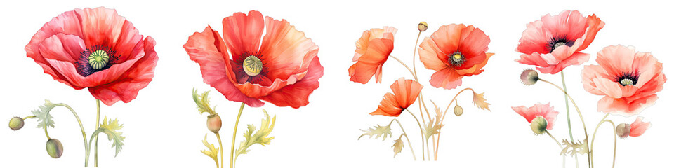 Poppy  Botanical View On A Clean White Background Soft Watercolour Transparent Background