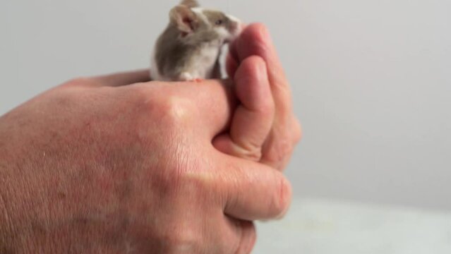 Mouse crawls over a person's hand. Concept - trust between animal and human. Home pet - fancy mouse, fancy mice, decorative mouse