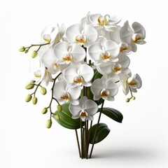 Full View Orchid Poton A Completely , Isolated On White Background, For Design And Printing