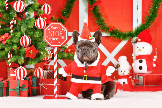French Bulldog wearing Santa Claus dog costume next to seasonal decorations with Christmas tree