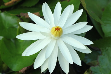 lotus flower, beautiful color lotus flower
