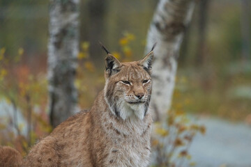 lynx in the forest