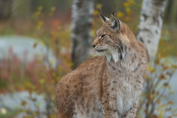 lynx in the forest