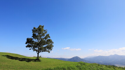 高原に立つ一本の木