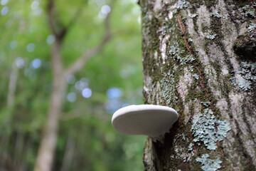 下から見上げたサルノコシカケ