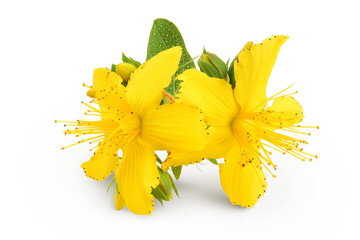 saint john's wort or Hypericum flowers isolated on white background