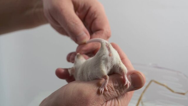 A mouse on a human hand, Sex determination in mice, genitals of a female mouse, zoology, animal and human. Offspring.