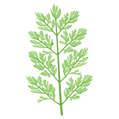 A Decompound leaf type in Carrot or Daucus leaf Botanical Element