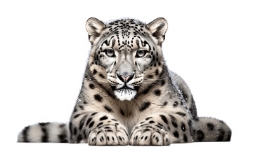 Snow Leopard on White Background Generative AI