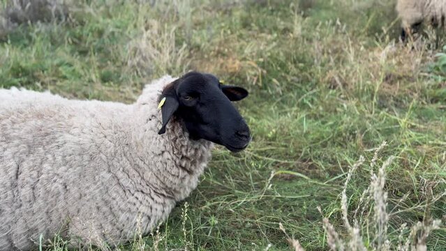 Suffolk sheep lying and chewing in a pasture