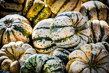 Kürbis, Sweet Dumpling, Cucurbita pepo, Speisekürbis, Kürbisernte, Kürbismarkt, Kürbisfest,...
