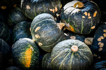 Kürbis, Shokichi Shiro, Cucurbita Maxima, Speisekürbis, Kürbisrezept, Gemüseküche,...