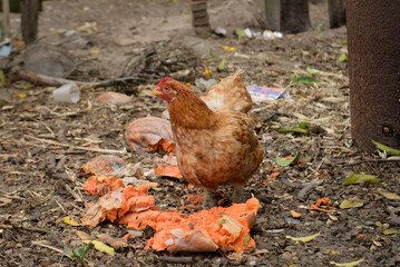 chicken on the ground, hen and chickens, chicken in farm, chickens, chicken in the farm, zoology