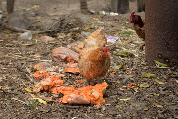chicken on the ground, hen and chickens, chicken in farm, chickens, chicken in the farm, zoology