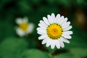 white daisy on green background