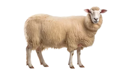 Fotobehang sheep isolated on transparent background cutout © Papugrat