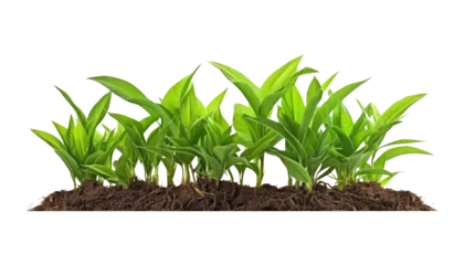 Poster plant grass isolated on transparent background cutout © Papugrat