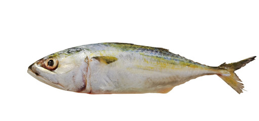 mackerel PNG transparent