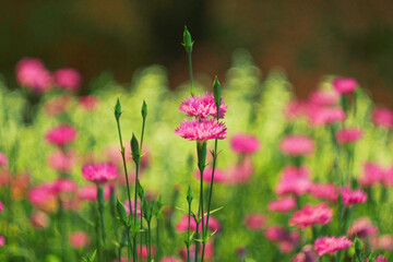 Selective focus of Dianthus gratianopolitanus 'Firewitch' Flower Blossom with on defocus background