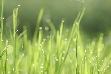 Obraz premium leaves, grass leaves, green grass leaves in the morning