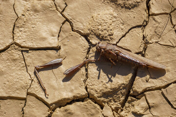 dead grasshopper laying on cracked soil in dry out river bed desert landscape