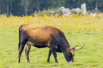 Natural landscape with Sayaguesa koe used as a large grazer for nature conservation in the Dutch province of Drenthe against a background with Common ragwort, Senecio jacobaea