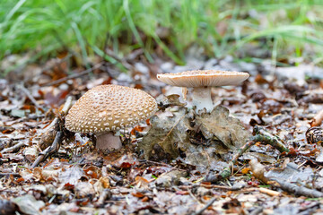 Close up of a Blushing amanita, Amanita rubescens, with clearly visible top with pearls or speckles and underside with slats of the cap in its natural environment
