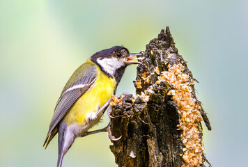 Close up of a Great Tit, Great tit, infected with the species specific fowlpox virus as can be seen...