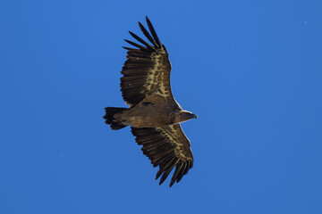Buitre Leonado En la Sierra de Guadarrama