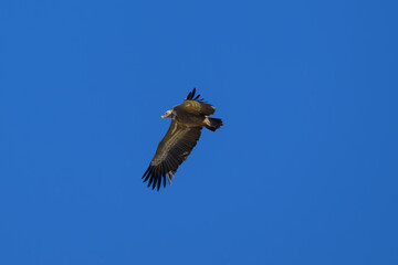 Buitre Leonado En la Sierra de Guadarrama