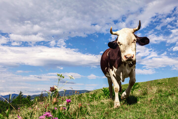 Cow in Mountain Meadow Grass. Funny Cow Grazing in Mountain Pasture. Copy Space.