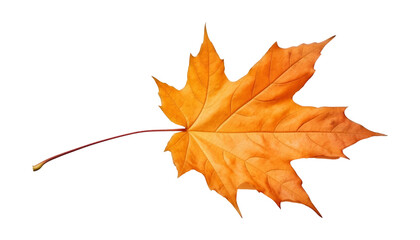 autumn maple leaf isolated on transparent background cutout