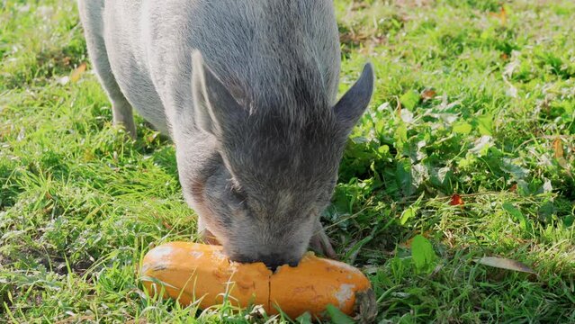 Close-up of grey New Zealand piglet eat orange zucchini in the pasture on a sunny summer day. Little gray pig eats on farm outdoor. Animal husbandry and pig farming concept. Video footage in 4K 25FPS