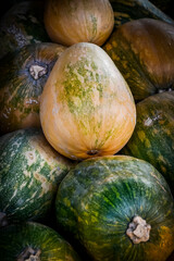 K&uuml;rbis, Torsten, Cucurbita Moschata, asiatische Butternut, Speisek&uuml;rbis, K&uuml;rbisernte, K&uuml;rbisfest, Herbst, Herbstmarkt, Schweiz