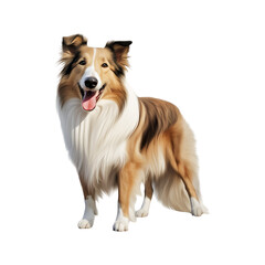 Collie dog, full body, smiling, no shadows, maximum details, sharpness, entire image, maximum resolution,